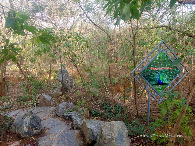 peacock-in-jaipur-valley-smriti-van-park