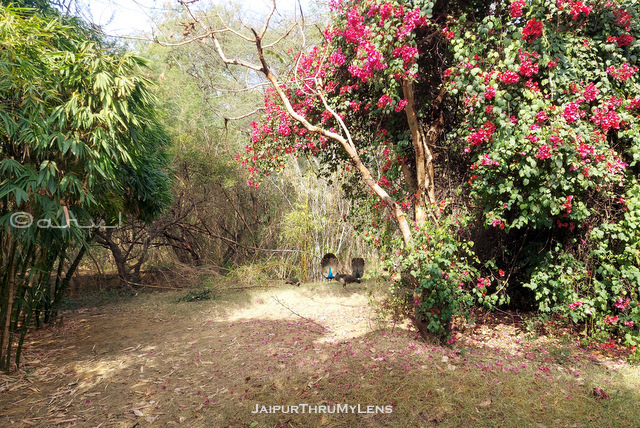 peacock-vs-peahen-smriti-van-jaipur