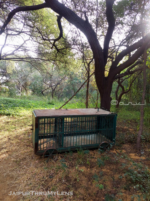 smriti-van-jaipur-panther-trap-jhalana-safari