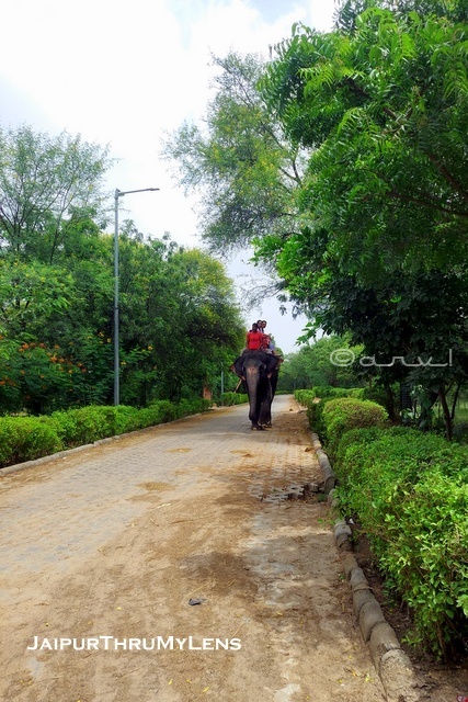elephant-ride-in-jaipur-elephant-park-hathi-gaon