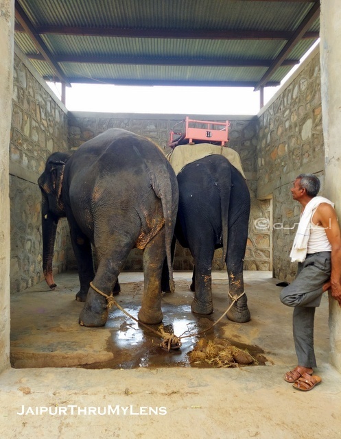 elephant-village-jaipur-ethical-treatment-peta-hathi-gaon
