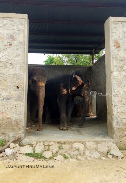 elephant-village-jaipur-review-hathi-gaon-captivity