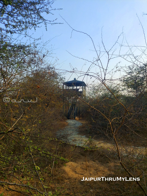 best-forest-jaipur-sylvan-biodiversity