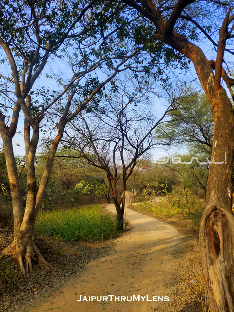 best-jogging-track-jaipur-sylvan-forest-bio-diversity