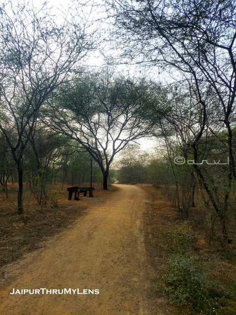 sylvan-forest-jaipur-acasia-trees-rajasthan