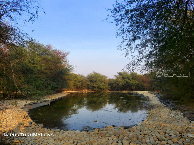 watering-hole-sylvan-biodiversity-forest-jaipur-rajasthan