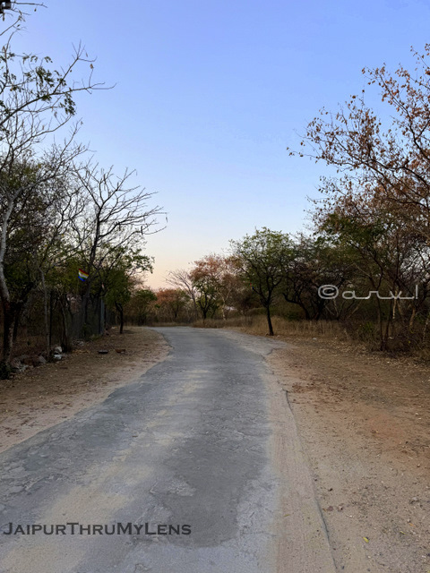 chulgiri-jain-digamber-temple-road-jhalana-leopard-safari