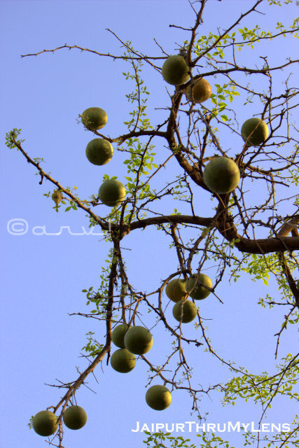 Fresh Indian Bael stone apple fruit hanging from a tree in a Jaipur garden orchard