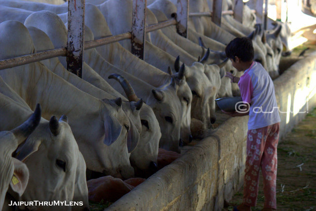 Local residents feeding indigenous cows at a traditional Gaushala in Jaipur, Rajasthan