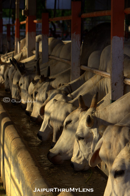 A pure white indigenous Thar Parkar A2 milk cow at a local Jaipur cow shelter Gaushala